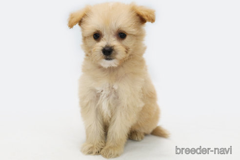 成約済の神奈川県のミックス犬-313032の1枚目